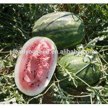 MW121 Duantuo hybrid high quality watermelon seeds for planting